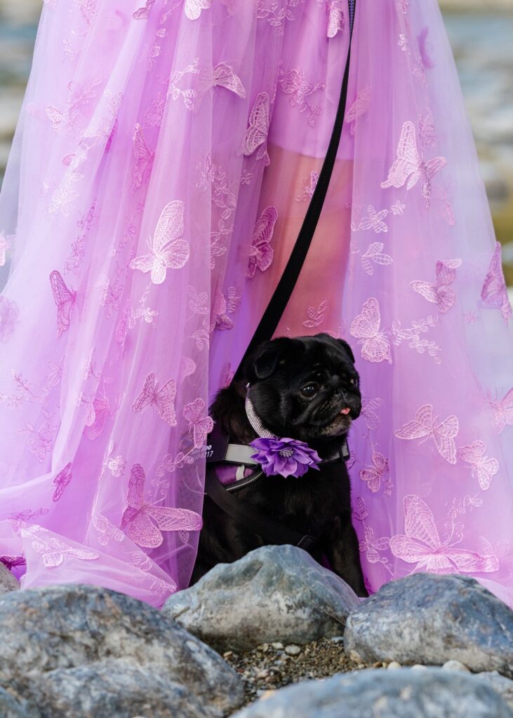 butterfly dress with pug 