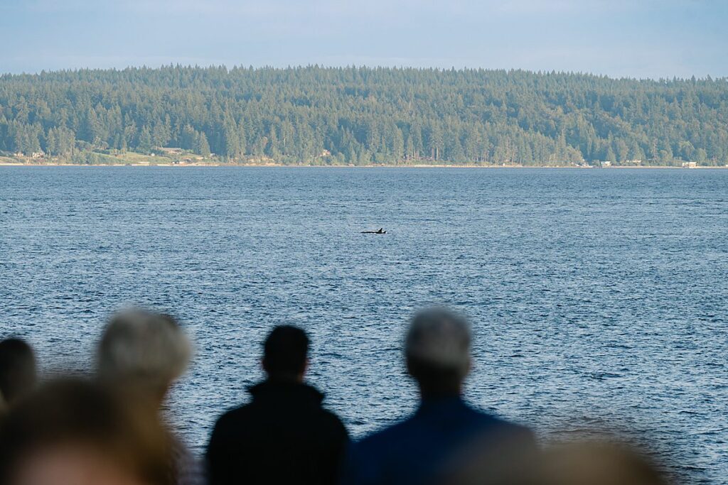 orca pod at wedding