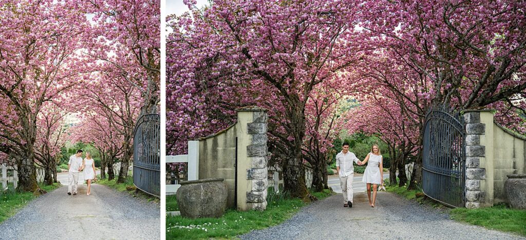 chateau lill cherry blossom engagement couple spring